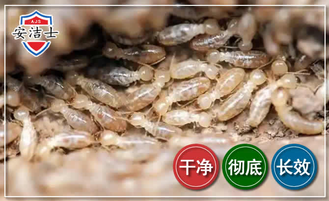 浦东新区白蚁防治