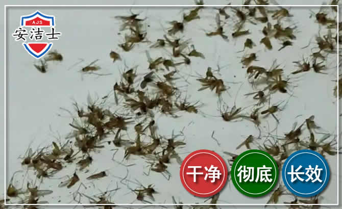 浦东新区苍蝇防治-灭蝇