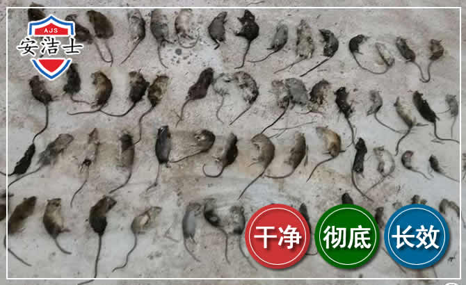 浦东新区鼠害防治-灭鼠