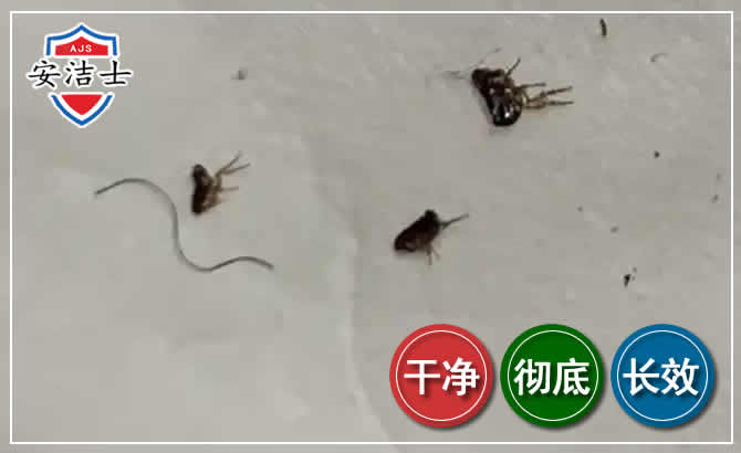 浦东新区跳蚤防治-灭跳蚤
