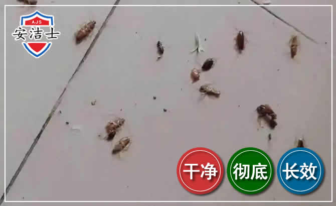 浦东新区蟑螂防治-灭蟑螂