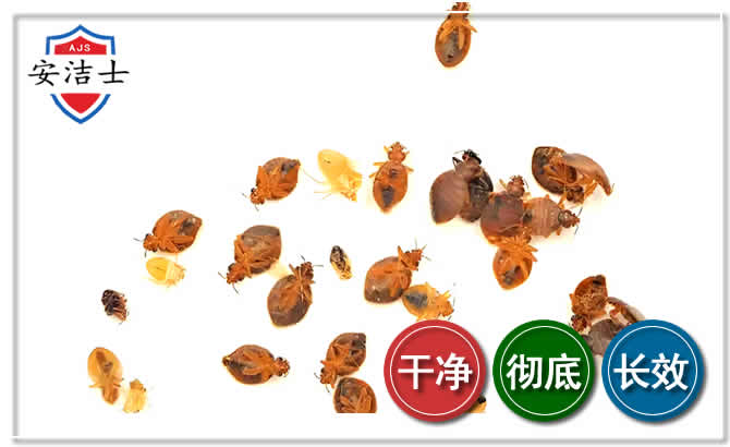 浦东新区臭虫防治-消灭臭虫